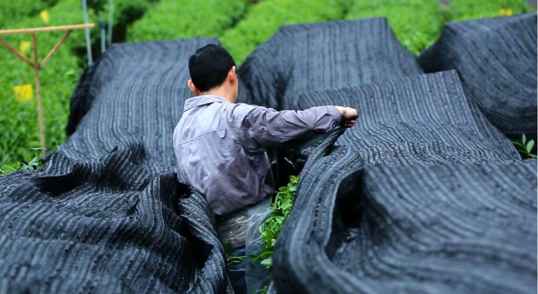 未来可期 世界抹茶超级工厂在江口点亮中国茶香