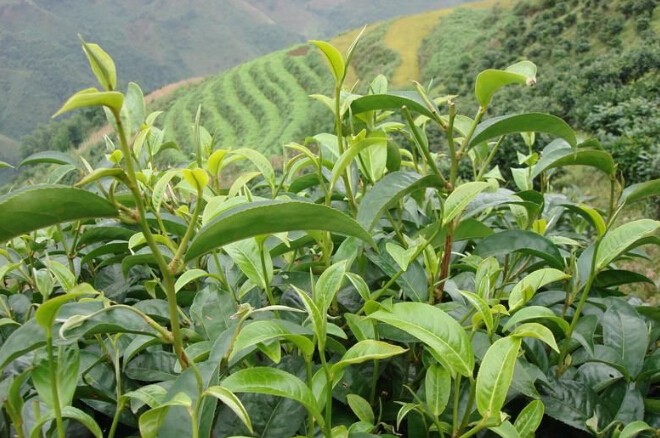 普洱茶三大茶区之临沧茶区 韵味千变的山灵之选